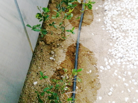 しっかりとした年間計画で植え替えや害虫駆除、季節による水量調節で植物を枯れから守ります。