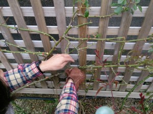 バラのお手入れ5