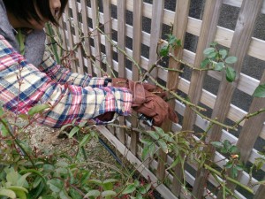 バラのお手入れ3