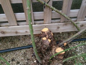 バラのお手入れ2｜枝の剪定