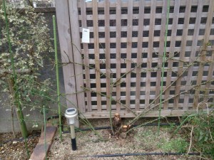 バラのお手入れ6｜お手入れ後はすっきりと壁に沿って成長するようになりました