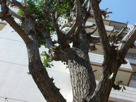 庭木1本から剪定OK お庭全体はもちろん、庭木1本からでもしっかりと剪定致します。