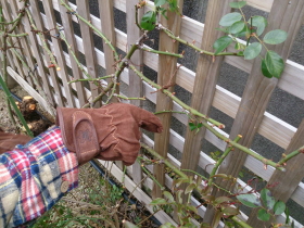 緑に関するご相談もお気軽に 観葉植物の育て方やバラ・胡蝶蘭の育成などお気軽に緑に関するご相談をしていただけます